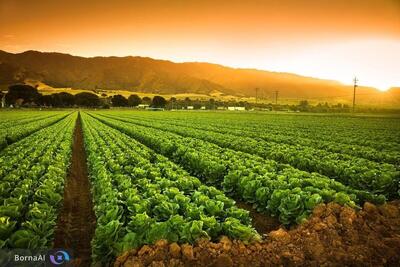 کلید کاهش کودهای شیمیایی پیدا شد
