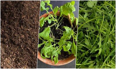 راهنمای کاشت و پرورش سبزی روکولا در خانه+ روش نگهداری