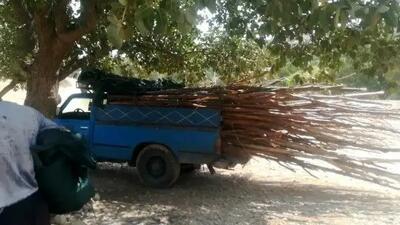 جمع‌آوری آلاچیق‌های بالادست روستای سبوک شیراز