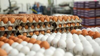 قیمت خرید حمایتی تخم مرغ اعلام شد