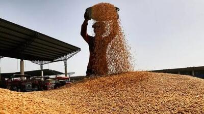 خرید تضمینی ۱۷۰ هزار تن گندم از کشاورزان لرستان