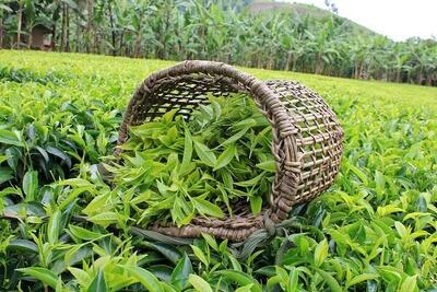 خرید تضمینی برگ سبز چای به ۸۲ هزار تن رسید
