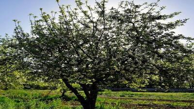 ممنوعیت توسعه باغات در حوضه دریاچه ارومیه