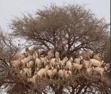 دست ما کوتاه و بزها بر نخیل!