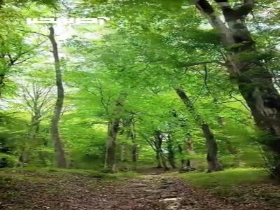 جنگل‌ زیبای زیولا در شیرگاه