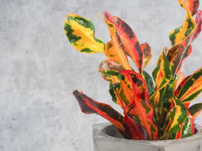 راهنمای جامع نگهداری و تکثیر گیاه کروتون رشته ای