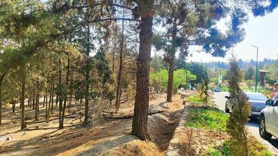 کاشت ۳۰ هزار نهال برای احیای بزرگ‌ترین جنگل شهری تهران