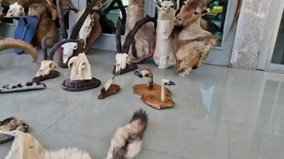 یک شکارچی با ۲۱ تاکسیدرمی به دام افتاد + فیلم
