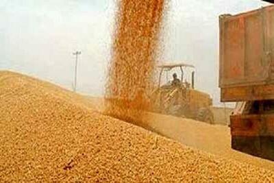 پایان برداشت گندم در مناطق گرمسیر خراسان شمالی