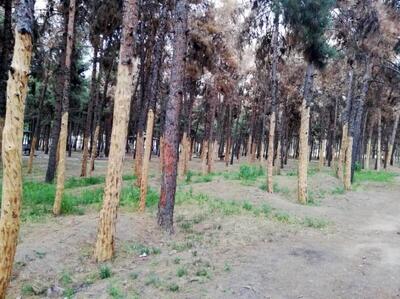 سرخه‌حصار با کاشت ۳۰ هزار درخت تازه جان می‌گیرد