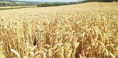 جلسه کارشناسی تعیین نرخ گندم دوباره تکرار می‌شود