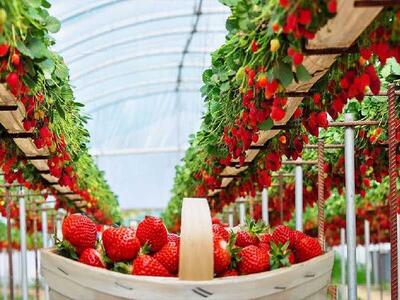 واگذاری ۳۴۶ هکتار زمین برای احداث بزرگترین مجتمع گلخانه‌ای کشور در مغان