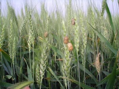 مبارزه علیه آفت سن گندم به ۲ میلیون و ۶۰۰ هزارهکتار رسید