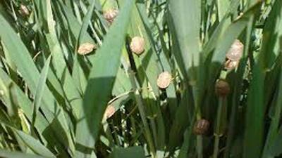 مبارزه علیه آفت سن گندم به ۲ میلیون و ۶۰۰ هزارهکتار رسید
