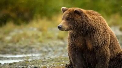 حمله هولناک خرس به یک مرد ۳۰ ساله عشایر