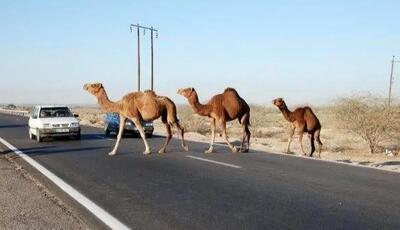 مصوبات جدید قضایی برای ساماندهی شترهای سرگردان در جاسک