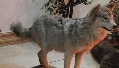 فروش آزاد گونه‌های ارزشمند و در خطر انقراض تاکسیدرمی‌شده در فروشگاه‌ها