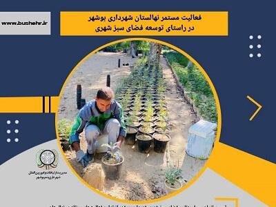 فعالیت مستمر نهالستان شهرداری بوشهر در راستای توسعه فضای سبز شهری