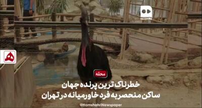فیلم | خطرناک‌ترین پرنده جهان ساکن؛ منحصربه‌فرد خاورمیانه در تهران