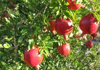 کاهش سرمای زمستانی، زنگ خطری جدید برای باغ‌ها
