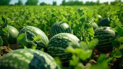 برای تولید2.6میلیون تن هندوانه چقدر آب هدر می رود؟