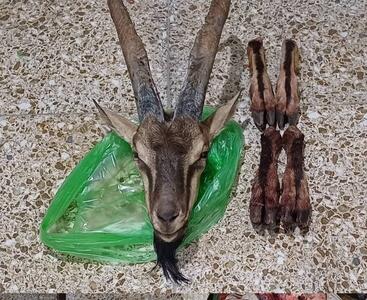 تعقیب شکارچیان متخلف در دهگلان به کشف لاشه کل وحشی انجامید