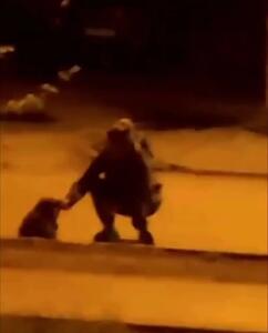 فیلم حمله ناگهانی راکون به دختر