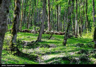 یادداشت|نبرد نابرابر در دل جنگل‌های گلستان؛ خشکسالی و آفات بلای جان درختان - تسنیم