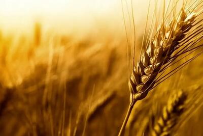 خروج گندم از چرخه خرید تضمینی