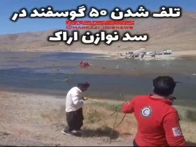 تلف شدن ده‌ها رأس گوسفند بر اثر بی‌احتیاطی در سد نوازن اراک