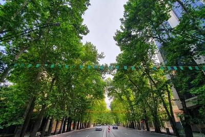 درختان، قربانیان کم‌آبی تهران؛ آفت‌زدگی ۱۰هزار درخت