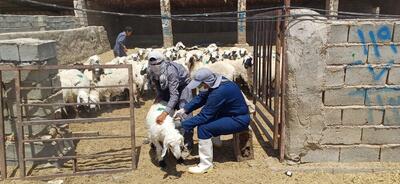 ارائه ۶۲ هزار خدمت رایگان جهادی دامپزشکی به ۱۰۰ روستا در سیستان و بلوچستان