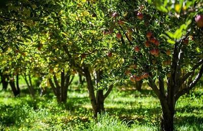 مدیریت بهینه منابع آبی و توسعه پایدار با توسعه باغات در مناطق کوهستانی ایلام