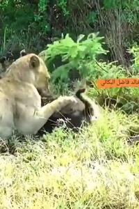 فیلم حمله برق‌آسای شیر به میمون