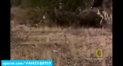 فیلم لحظه به لحظه نبرد شاهین و مار