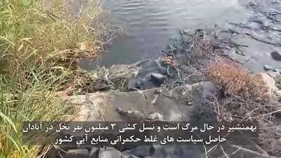 بهمنشیر در حال مرگ است / نسل کشی 3 میلیون نخل در آبادان حاصل سیاست های غلط حکمرانی منابع آب کشور