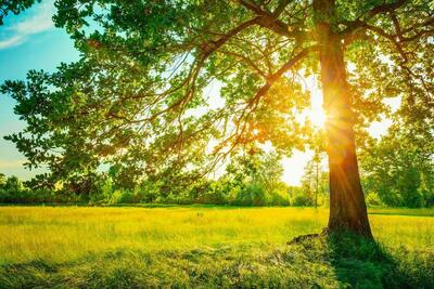 افزایش ۲ تا ۴ درجه‌ای دمای هوا در گیلان