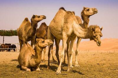 شیر شتر بهتر است یا شیر گاو؟