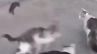 نبرد دیدنی یک خرموش در تهران با سه گربه