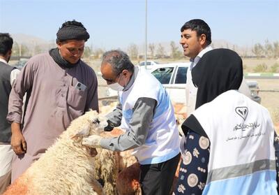 ارائه 62 هزار خدمت رایگان جهادی دامپزشکی به 100 روستای سیستان و بلوچستان - تسنیم
