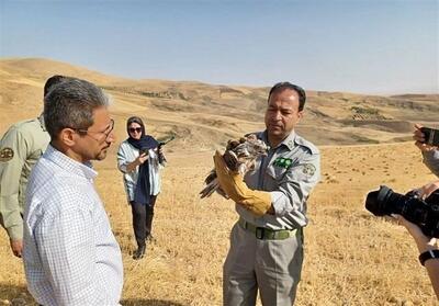 رهاسازی چند بهله پرنده شکاری تیمارشده در ارتفاعات شهرستان بروجرد - تسنیم