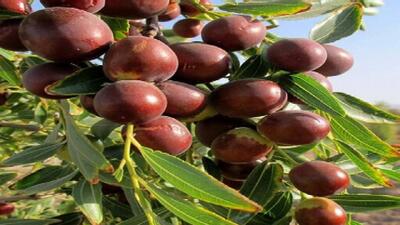 باغداری متراکم عناب در خراسان جنوبی الگویی موفق برای صرفه جویی ۳ برابری آب