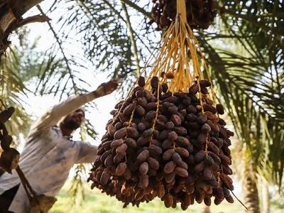خرید حمایتی خرما به فوریت آغاز می‌شود