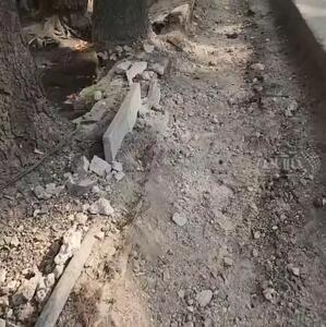 تهاجم شهرداری تهران به ریشه‌های درختان خیابان ولیعصر؛ چه خبر است آقای زاکانی؟