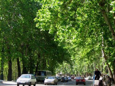 ببینید |  تهاجم شهرداری تهران به ریشه‌های درختان خیابان ولیعصر؛ چه خبر است آقای زاکانی؟