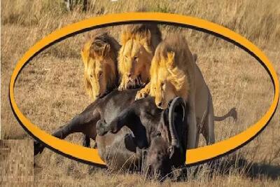 مستند حیات وحش / شیر شریر با سیاست تموم خاک‌وخون بپا کرد برای قدرت