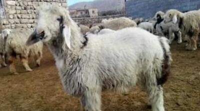این گوسفند در اتفاقی عجیب یک توله سگ زائید+ عکس