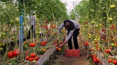 ضربه خاموشی‌ها به کشاورزی بوشهر؛ از سوختن محصولات تا فشار مضاعف بانکی