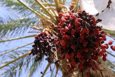 خرید حمایتی خرما به فوریت آغاز می‌شود