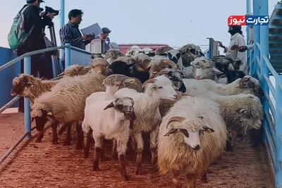 قیمت دام زنده امروز ۹ مرداد ۱۴۰۴